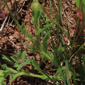 Calotis glandulosa at Adaminaby, NSW - 15 Nov 2020 01:47 PM