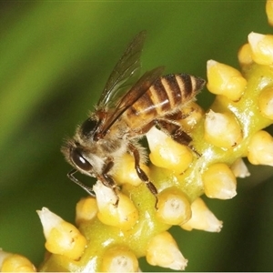 Apis cerana at Cairns North, QLD - 1 Nov 2018 05:27 PM