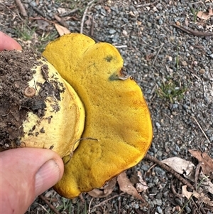 Suillus sp. at Fisher, ACT - 23 Feb 2025 by Lovey