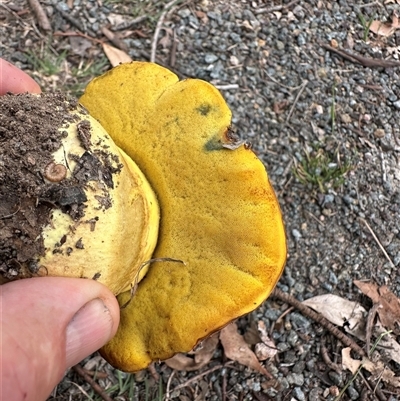 Suillus sp. at Fisher, ACT - 23 Feb 2025 by Lovey