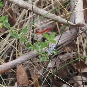 Mentha diemenica (Wild Mint, Slender Mint) at Paddys River, ACT - 22 Feb 2025 by RAllen