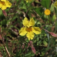 Goodenia paradoxa (Spur Goodenia) at Adaminaby, NSW - 15 Nov 2020 by AndyRoo