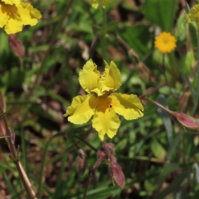 Goodenia paradoxa (Spur Goodenia) at Adaminaby, NSW - 15 Nov 2020 by AndyRoo