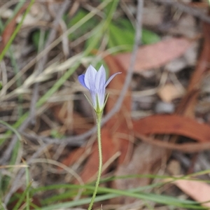 Wahlenbergia stricta subsp. stricta at Paddys River, ACT - 22 Feb 2025 12:03 PM