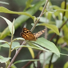 Heteronympha banksii (Banks' Brown) at Paddys River, ACT - 22 Feb 2025 by RAllen