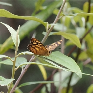 Heteronympha paradelpha at Paddys River, ACT - 22 Feb 2025 by RAllen