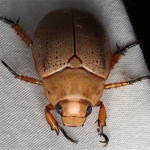 Anoplognathus porosus (Porosus Christmas beetle) at Rosedale, NSW - 22 Feb 2025 by jb2602