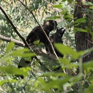 Zanda funerea (Yellow-tailed Black-Cockatoo) at Paddys River, ACT - 22 Feb 2025 by RAllen