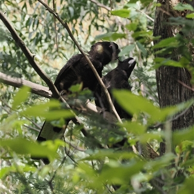 Zanda funerea (Yellow-tailed Black-Cockatoo) at Paddys River, ACT - 22 Feb 2025 by RAllen