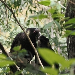 Zanda funerea at Paddys River, ACT - 22 Feb 2025 12:15 PM