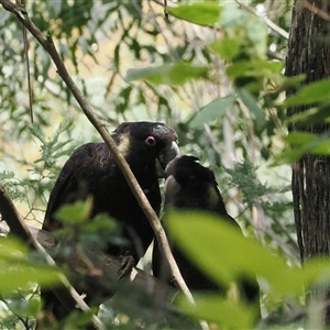 Zanda funerea at Paddys River, ACT - 22 Feb 2025 12:15 PM