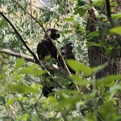 Zanda funerea at Paddys River, ACT - 22 Feb 2025 12:15 PM