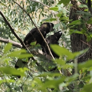 Zanda funerea at Paddys River, ACT - 22 Feb 2025 12:15 PM