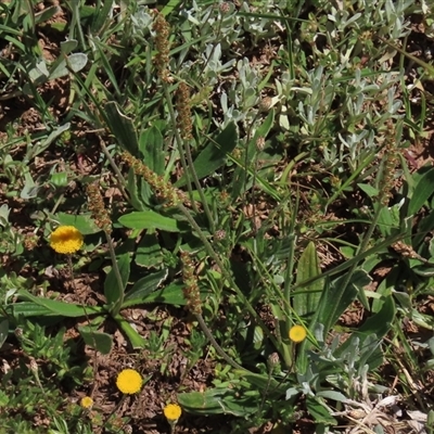 Plantago varia (Native Plaintain) at Adaminaby, NSW - 15 Nov 2020 by AndyRoo