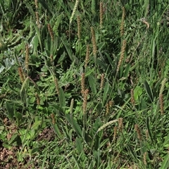 Plantago varia at Adaminaby, NSW - 15 Nov 2020 01:57 PM