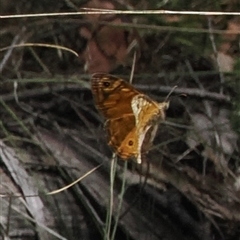 Geitoneura acantha (Ringed Xenica) at Paddys River, ACT - 22 Feb 2025 by RAllen