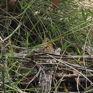 Geitoneura acantha at Paddys River, ACT - 22 Feb 2025 12:40 PM