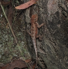 Rankinia diemensis (Mountain Dragon) at Paddys River, ACT - 22 Feb 2025 by RAllen