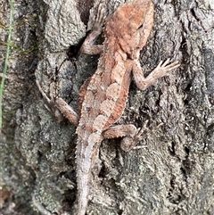 Rankinia diemensis at Paddys River, ACT - 22 Feb 2025 12:46 PM