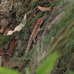 Rankinia diemensis at Paddys River, ACT - 22 Feb 2025 12:46 PM