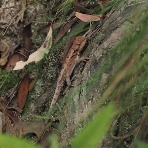 Rankinia diemensis at Paddys River, ACT - 22 Feb 2025 12:46 PM