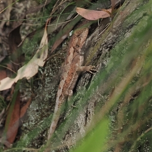 Rankinia diemensis at Paddys River, ACT - 22 Feb 2025 12:46 PM