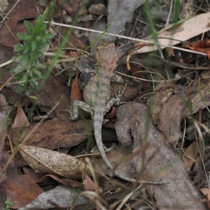 Rankinia diemensis at Paddys River, ACT - 22 Feb 2025 12:57 PM