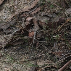 Rankinia diemensis at Paddys River, ACT - 22 Feb 2025 12:57 PM