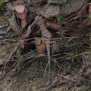 Rankinia diemensis at Paddys River, ACT - 22 Feb 2025 12:57 PM