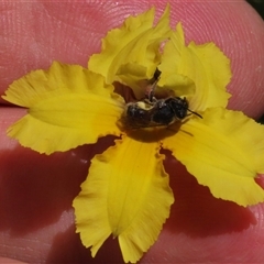 Lasioglossum (Chilalictus) sp. (genus & subgenus) at Adaminaby, NSW - 15 Nov 2020 by AndyRoo