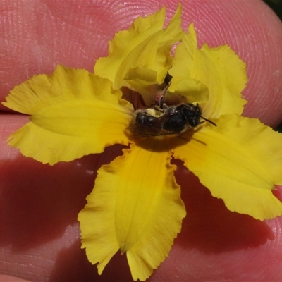 Lasioglossum (Chilalictus) sp. (genus & subgenus) (Halictid bee) at Adaminaby, NSW - 15 Nov 2020 by AndyRoo