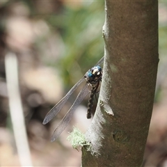 Austroaeschna multipunctata (Multi-spotted Darner) at Paddys River, ACT - 22 Feb 2025 by RAllen