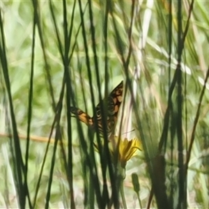 Oreixenica lathoniella at Paddys River, ACT - 22 Feb 2025 by RAllen