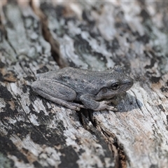 Litoria peronii (Peron's Tree Frog, Emerald Spotted Tree Frog) at Paddys River, ACT - 22 Feb 2025 by RAllen