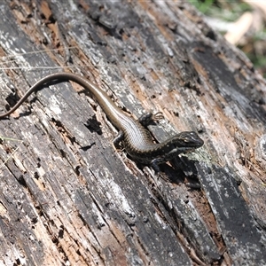 Eulamprus heatwolei (Yellow-bellied Water Skink) at Paddys River, ACT - 22 Feb 2025 by RAllen