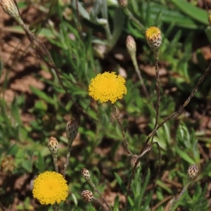 Leptorhynchos squamatus subsp. squamatus (Scaly Buttons) at Adaminaby, NSW - 15 Nov 2020 by AndyRoo