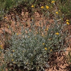 Chrysocephalum apiculatum (Common Everlasting) at Adaminaby, NSW - 15 Nov 2020 by AndyRoo