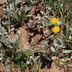 Chrysocephalum apiculatum at Adaminaby, NSW - 15 Nov 2020 01:56 PM