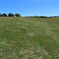 Chrysocephalum apiculatum at Adaminaby, NSW - 15 Nov 2020 01:56 PM