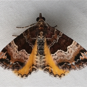 Chrysolarentia lucidulata at Rosedale, NSW - 22 Feb 2025 10:15 PM
