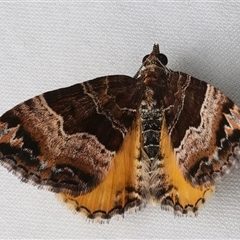 Chrysolarentia lucidulata at Rosedale, NSW - 22 Feb 2025 10:15 PM