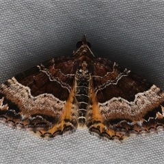 Chrysolarentia lucidulata at Rosedale, NSW - 22 Feb 2025 10:15 PM