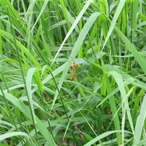 Ichneumonidae (family) (Unidentified ichneumon wasp) at Lyons, ACT - Yesterday by ran452