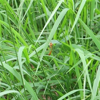 Ichneumonidae (family) (Unidentified ichneumon wasp) at Lyons, ACT - Yesterday by ran452