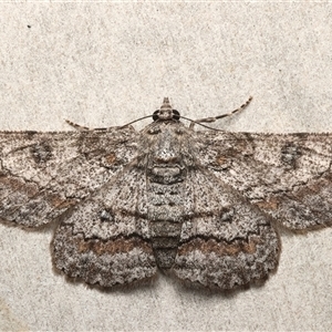 Cleora displicata (A Cleora Bark Moth) at Rosedale, NSW - 22 Feb 2025 by jb2602