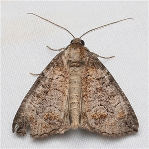 Dysbatus (genus) (A Line Geometrid.) at Rosedale, NSW - 22 Feb 2025 by jb2602