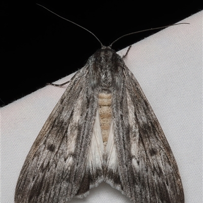 Capusa senilis (Black-banded Wedge-moth) at Rosedale, NSW - 22 Feb 2025 by jb2602