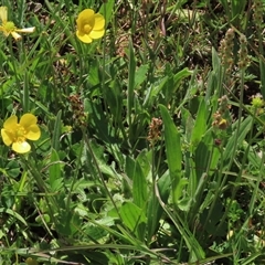 Ranunculus lappaceus at Adaminaby, NSW - 15 Nov 2020 by AndyRoo