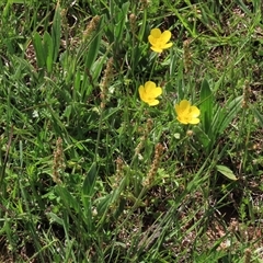 Ranunculus lappaceus at Adaminaby, NSW - 15 Nov 2020 01:57 PM