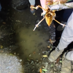 Anostostoma opacum at O'Reilly, QLD - 22 Feb 2025 07:45 PM